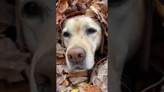 最高の寝床を見つけた犬　#tiktok  #衝撃映像  #いぬ