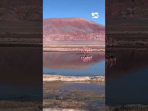 🦩 La danza nupcial de los flamencos en la Puna: un espectáculo único