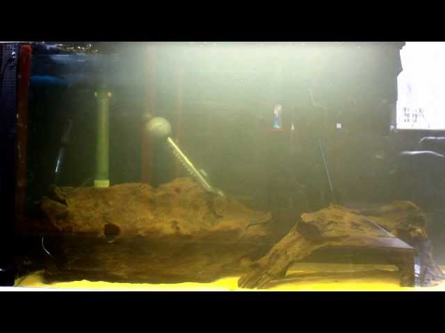 Corydoras breeding tank