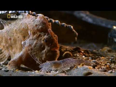 LOS ANIMALES MÁS RAROS DEL MAR - NAT GEO WILD