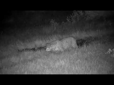 Djuma: Leopard-Molwati male walks by the cam in the road - 19:02 - 03/18/2023