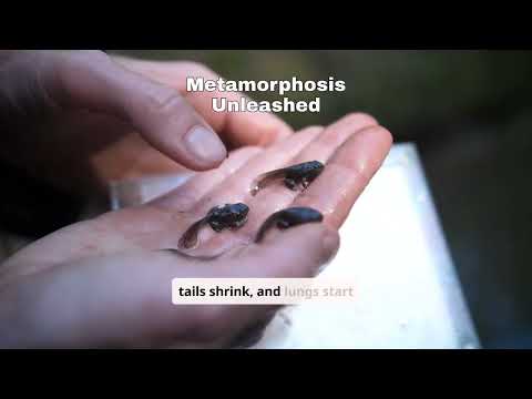 Tadpoles to Frogs: Discover the Amazing Amphibian Life Cycle!  #TadpoleToFrog #AmphibianLifeCycle