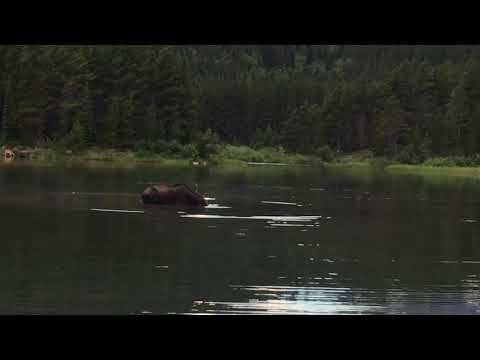 Moose in Fishercap Lake at Glacier NP
