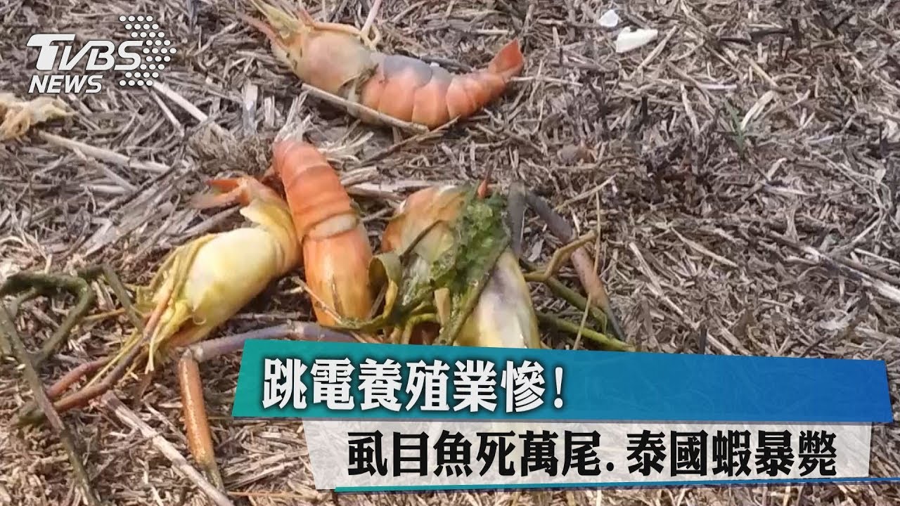 跳電養殖業慘! 虱目魚死萬尾泰國蝦暴斃