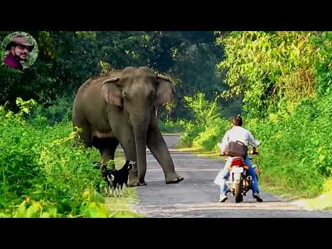 Behavior & chasing of elephant 1