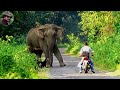 Behavior Chasing Of Elephant 1