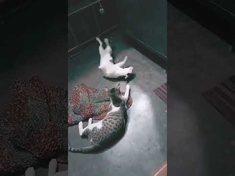 chunnu munnu ki fighting 😀#viral #shortsvideo #animals #animallover #catvideos