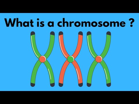 What is a chromosome?