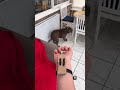 DIY REAL LIFE SPIDER MAN WEB SHOOTER