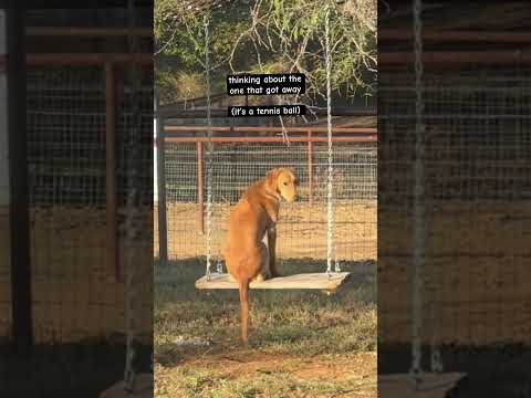 Mon chien réfléchit à sa vie sur cette balançoire