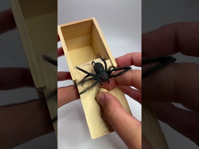 Vídeo relacionado con YUSHWENPTY Araña Halloween, 20 Piezas Decoracion Figura Arañas, Araña Falsa de Broma, Juguetes de Arañas Negra para Artículos Fiesta, Bromas, Decoración Jardín