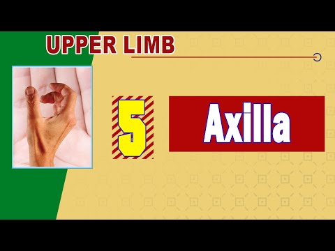 𝟎𝟓. 𝐀𝐱𝐢𝐥𝐥𝐚 (𝐀𝐱𝐢𝐥𝐥𝐚𝐫𝐲 𝐚𝐫𝐭𝐞𝐫𝐲, 𝐚𝐧𝐚𝐬𝐭𝐨𝐦𝐨𝐬𝐢𝐬 𝐚𝐫𝐨𝐮𝐧𝐝 𝐭𝐡𝐞 𝐬𝐜𝐚𝐩𝐮𝐥𝐚, 𝐚𝐧𝐝 𝐚𝐱𝐢𝐥𝐥𝐚𝐫𝐲 𝐥𝐲𝐦𝐩𝐡 𝐧𝐨𝐝𝐞𝐬)   🔻 (الإبط)