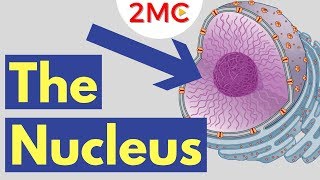 What is the Nucleus | Nucleus Structure and Function