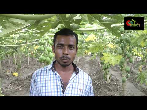 পেপে চাষ করে লাখপতি...হতে পারেন কোটিপতি ও