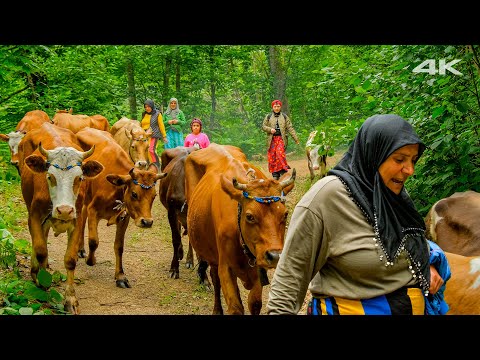 Zorlu Migration in the North - 3000 Altitude Plateau "Tahpur" | Documentary
