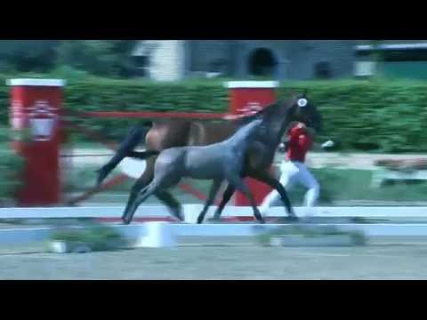 Curtis, colt born 2014 sired by C-Trenton Z