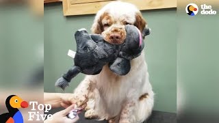 Dog Brings Stuffed Animal To Comfort Her During Grooming + Cute Animal Videos | The Dodo Top 5 by The Dodo