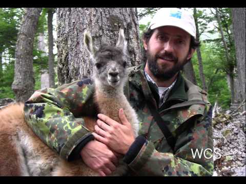 Where the Guanaco Roam | WCS