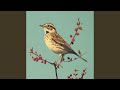 Skylark