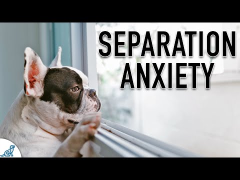 YouTube video about: Can separation anxiety cause diarrhea in dogs?
