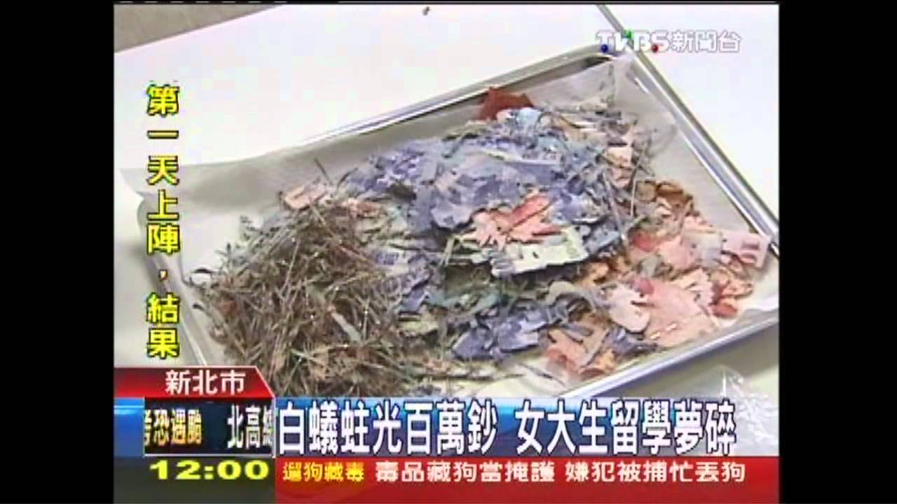 留學夢碎!女大生苦存百萬 白蟻嗑光