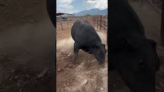 Son seres maravillosos estos hermosos ejemplares llenos de energía y felicidad 😍😊
