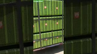 Download lagu dj sanjay official hard boss aajh peak me hoga dhamka 🔥🔥🔥🔥🔥 mp3