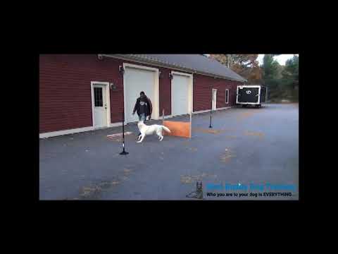 A Day at Best Buddy Dog Training