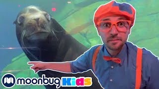 Download lagu BLIPPI Blippi Visits an Aquarium | Moonbug Kids Play and Learn mp3