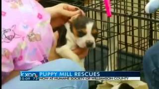 preview picture of video 'Waco Puppy Mill Raid Affects Williamson Co. Shelter'