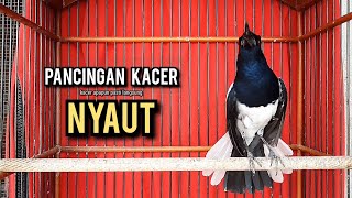 Download lagu kacer gacor NGEPLONG tarung ini paling ampuh buat PANCINGAN KACER agar EMOSI mp3