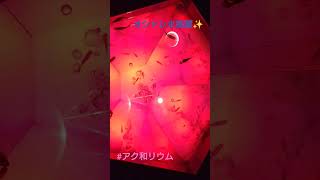 夏だ！そうだ！水族館へ行こう！#アク和リウム #お台場
