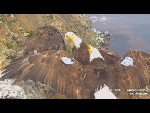 West End Cam. A hungry Akecheta delivers a fish, Mom not welcome. 06.11. 2022. Explore.org