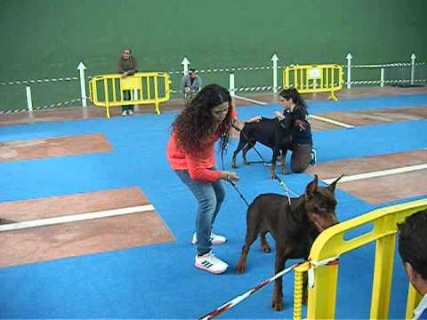 akira de lances "vega" con lorena herraez exposicion cieza 2015 mejor de raza
