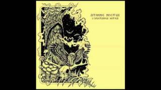 Athene Noctua - Athene Noctua