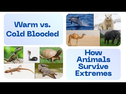Warm-Blooded vs. Cold-Blooded Animals: How They Survive Extreme Weather | Science Explained