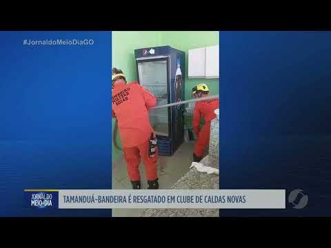 Tamanduá bandeira é resgatado em clube de Caldas Novas