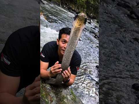 L'Homme et le Cobra Royal #animauxsauvag