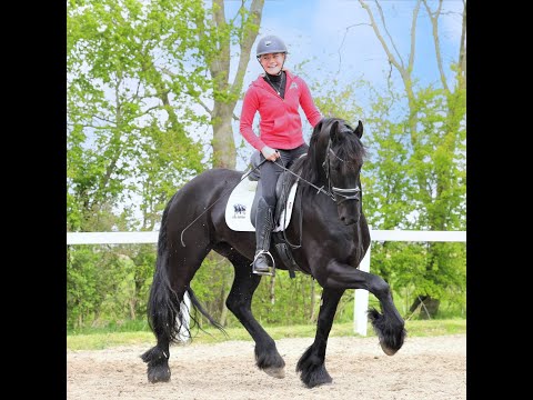 Stal Okkema's Djimmer - Mewes x Olof - Gelding - 2017 - 1.65m