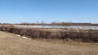 preview picture of video 'Tundra swans resting in Aylmer, Ontario'