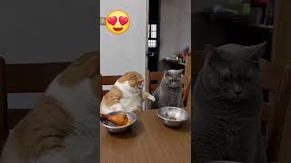 Food for two cats