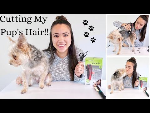 Cutting My Puppy's Hair!! | How I Cut My Dog's Hair | Emilyy Elizabeth Davio