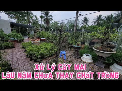 Xử Lý Cây Mai Không Chơi Tết - Lâu Năm Chưa Thay Chất Trồng - 20.02.2023