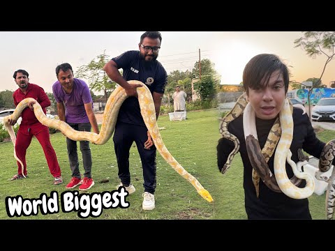 World Biggest Snake 🐍 Waleed Ky Oper Chor Diya 😨