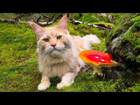 Buster the Mushroom Hunter!