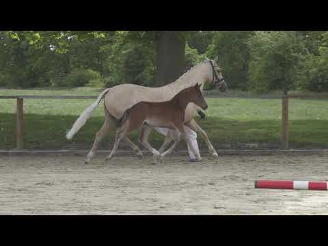 NINI B SF v. Neverland WE - FS Golden Moonlight