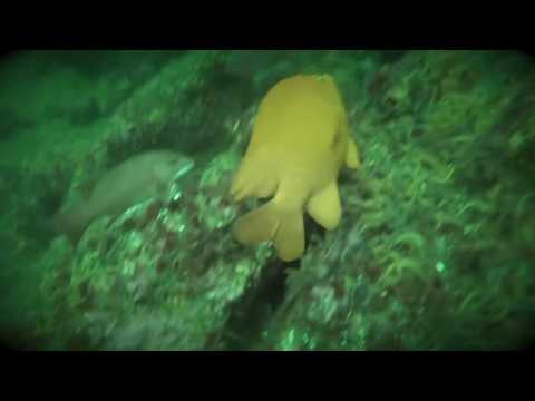 VENTURA MORAY EELS AND STINGRAY