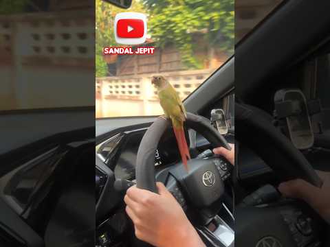 𝗗𝗜𝗦𝗨𝗥𝗨𝗛 𝗡𝗬𝗘𝗠𝗣𝗟𝗨𝗡𝗚 𝗦𝗨𝗡𝗚𝗔𝗜 #short