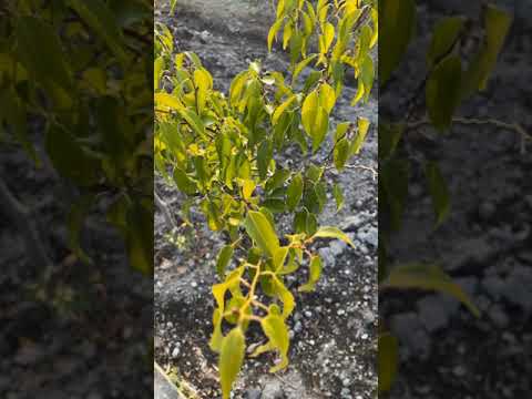 冬に花を咲かせる低木 黄色い花 庭のキモナンサス 早い