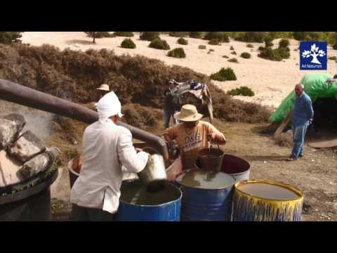 Romarin : distillation 02